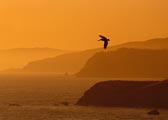 Pelican at Sunset