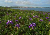 Point Reyes Iris